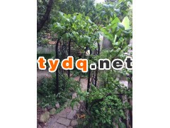 常熟铁艺门批发图3